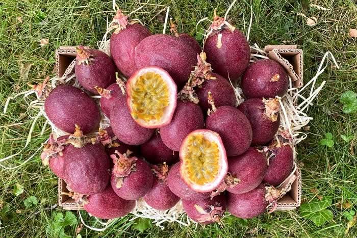Passionsfrüchte zum Sofortverzehr Retter-Box % 2kg