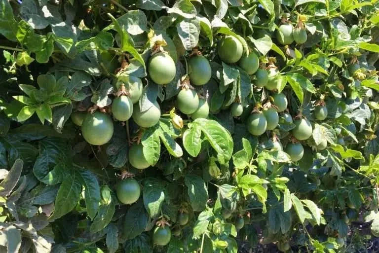 Bio Passionsfrüchte kaufen – grüne Früchte an der Pflanze beim Anbau
