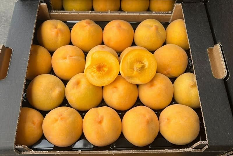 Bio Pfirsich „Percoca“ aus Apulien – aromatisch &amp; saftig - truebenecker