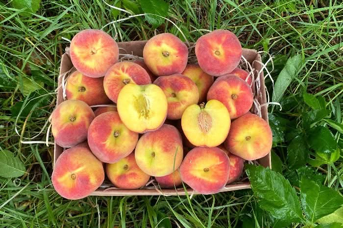 Pfirsiche gelb Bio von Jordi bestellen - Trübenecker.de