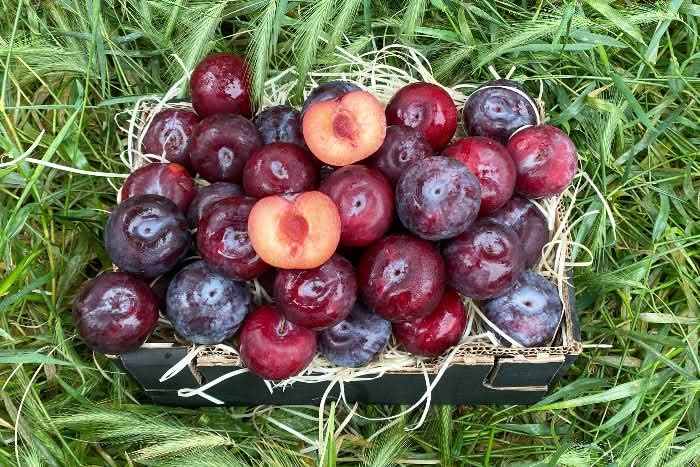 Bio Pflaumen-Delikatesse Pluot von Maria 500g