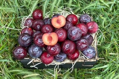 Bio Pflaumen-Delikatesse Pluot von Maria 500g