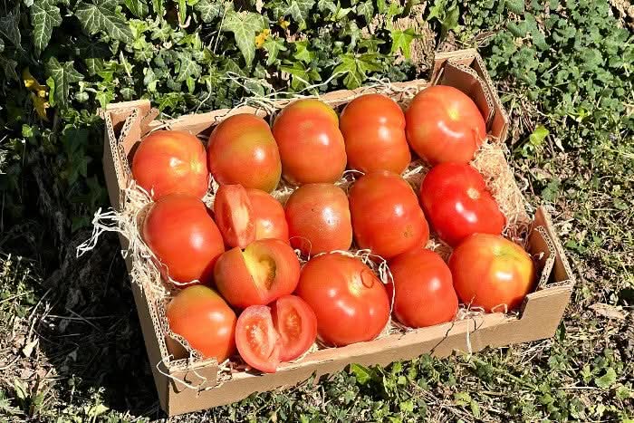 aufgeschnittene tomate aufbewahren Delikatess-Tomate Daniela‘ Bio von Julian bestellen