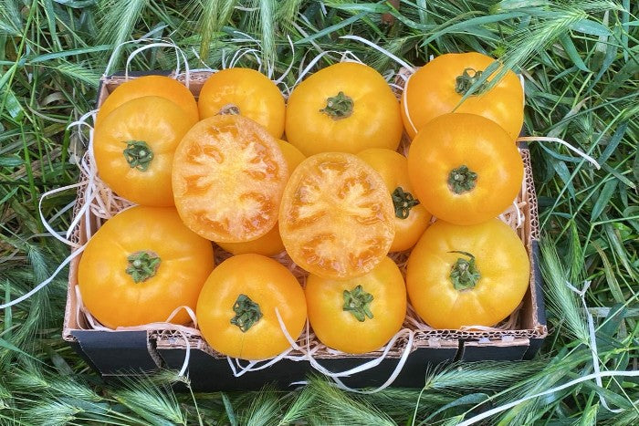 Tomaten "Charnue Orange" Bio aus der Provence bestellen - Trübenecker.de Tomaten "Charnue Orange" Bio aus der Provence bestellen - Trübenecker.de