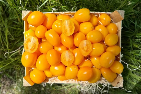 Tomaten gelb "Orange Organza" (alte Sorte) Bio regional
