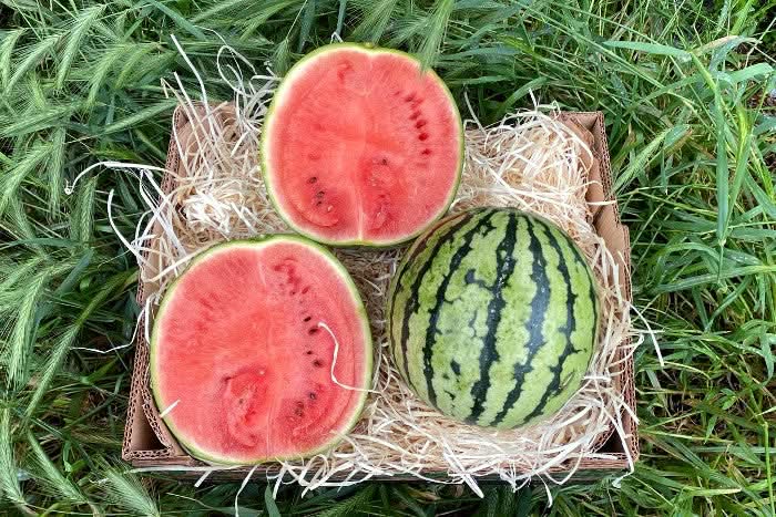 Wassermelone Mini Bio 1 Stk.