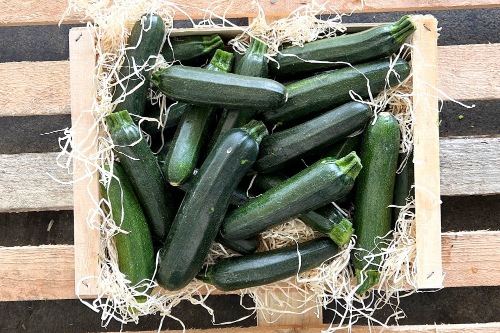 Zucchini Bio