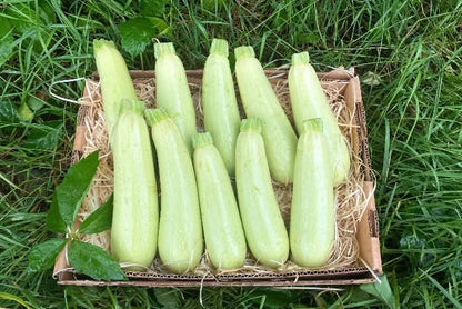 Bunte Zucchini Raritäten vom Obergrashof