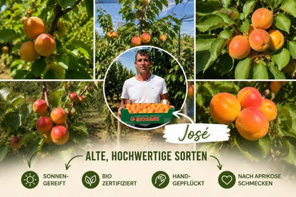 Aprikosen "Hargrand" Bio von Jose