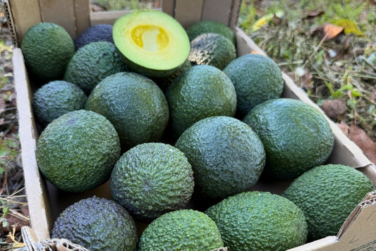 Avocado-Mix von Juan 15 Monate baumgereift 3kg Box Aktionspreis %