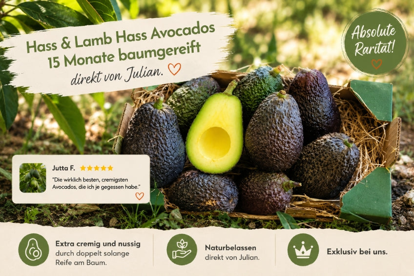 Avocado Hass & Lamb Hass 15 Monate baumgereift von Julian