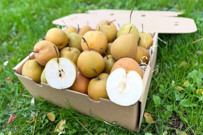 Birne "Nashi" Bio
