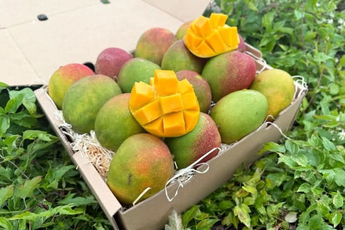 Mango Kent Bio baumgereift