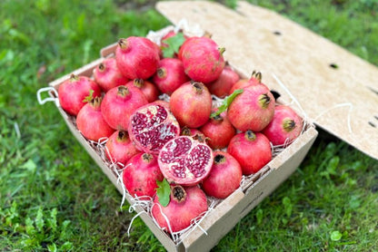 Granatapfel Purple Queen Bio von Antonio Box 3kg