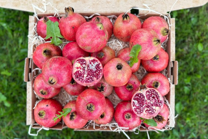 Granatapfel Purple Queen Bio von Antonio Box 3kg
