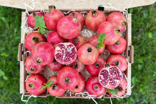 Granatapfel Purple Queen Bio von Antonio Box 3kg