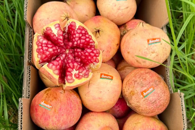 Granatapfel rosa "Mollar" Bio Demeter von Julia Sparpreis-Box %