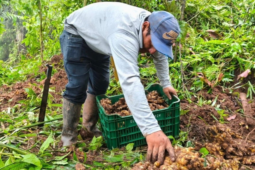 Ingwer Bio aus Peru (mit Schale verwertbar) Aktionspreis % – Produktansicht 4