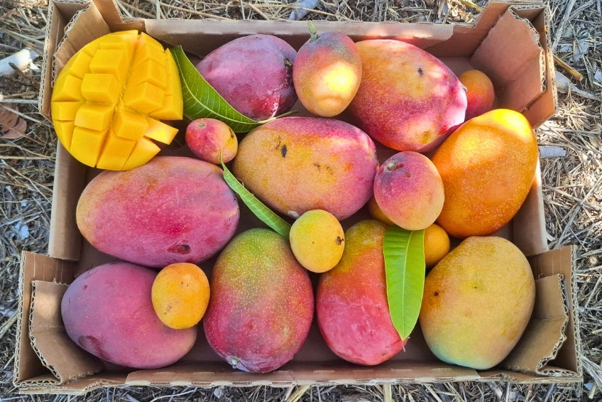 Mango Irwin Bio von Jaime Aktionspreis %
