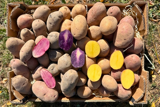 Kartoffelvariationen Mix Bio Regional vom Billesberger Hof