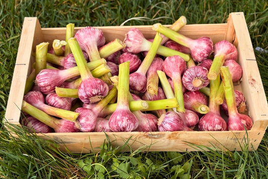Knoblauch frisch aus der Provence Bio 200gr.
