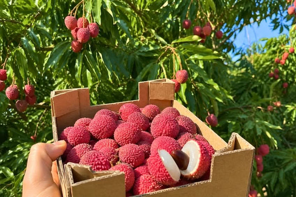 Litschi (Lychee) Bio bestellen