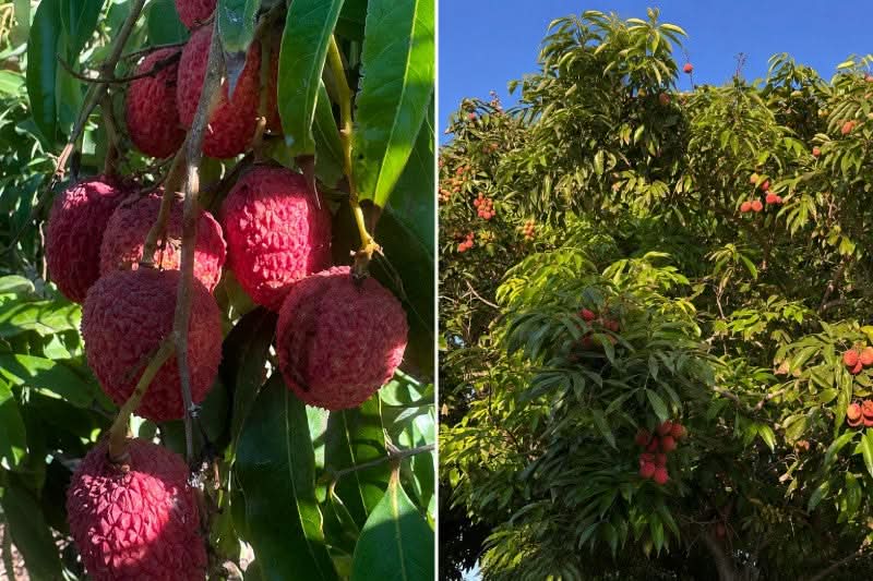 Litschi (Lychee) 250g