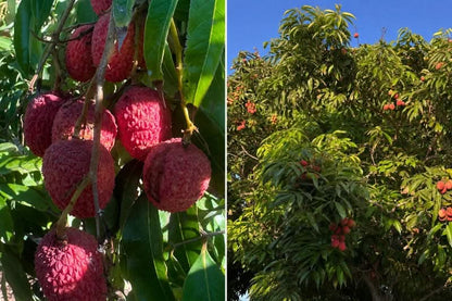 Litschi (Lychee) 250g