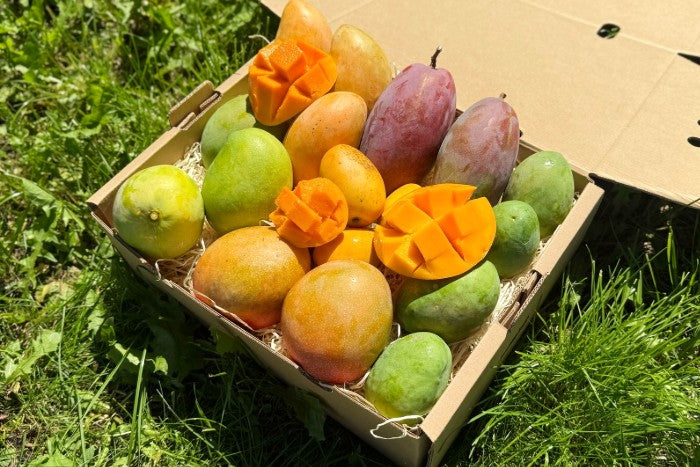 Mango Entdeckerbox (12 Sorten!) Aktionspreis %