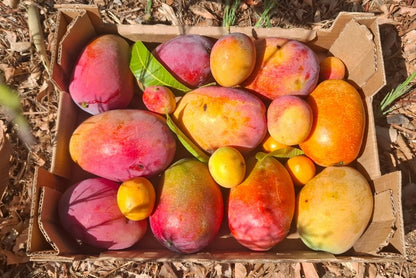 Mango Irwin Bio von Jaime Aktionspreis %