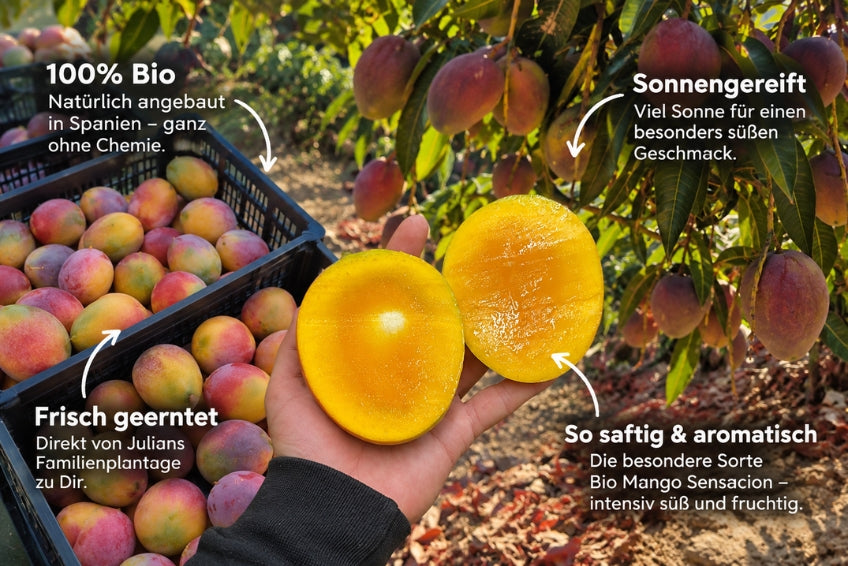 Mango Sensacion von Julian Aktionswoche %