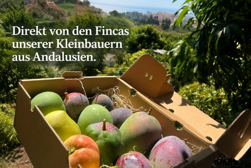 Mango Entdeckerbox (8-10 Sorten!)