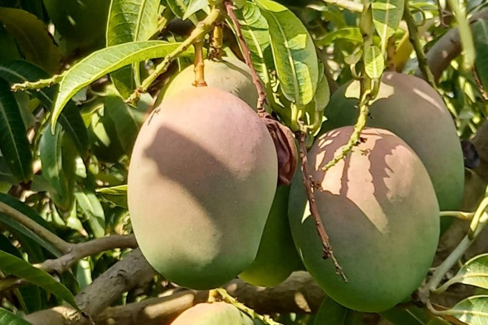 Ätna Mango Mix Sizilien Sonderpreis