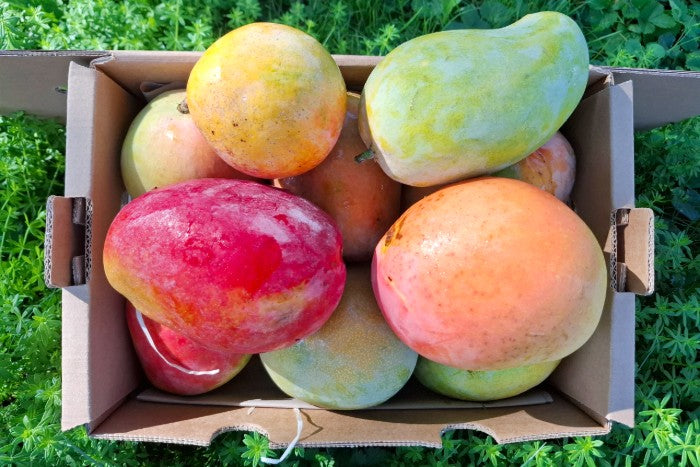 Ätna Mango Mix Sizilien Sonderpreis
