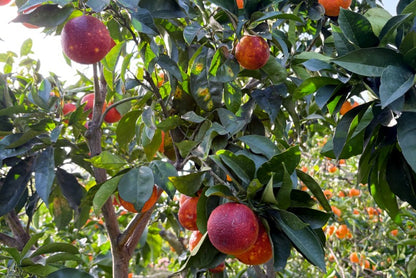 Moro Blutorangen Bio von Familie Bilardi Sparpreis-Box 7kg %