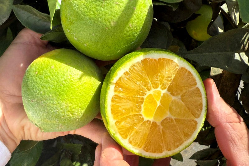 Orangen Bio Navelina von Andres