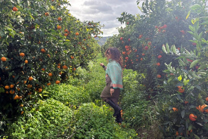 Blutorangen Tarocco Bio Sizilien Sparpreis-Box % 7kg