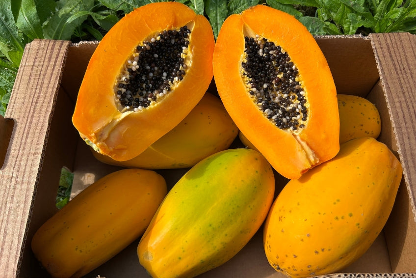 Papaya von Salvador Kennenlernpreis % 4kg Box