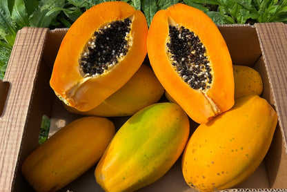 Papaya von Salvador Kennenlernpreis % 4kg Box