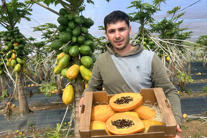 Papaya von Salvador Kennenlernpreis % 4kg Box