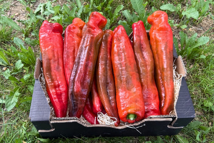 Paprika spitz Bio