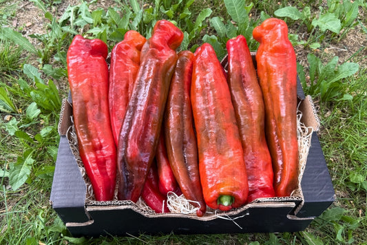 Paprika spitz Bio