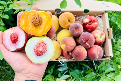 Pfirsich-Mix Bio von Nicolas 3kg Box