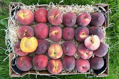Pfirsich-Mix Bio von Jaque aus der Provence