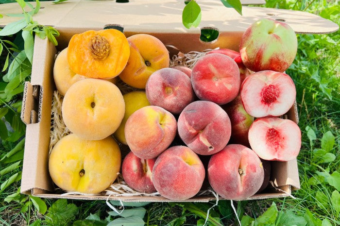 Pfirsich-Mix Bio von Nicolas 3kg Box