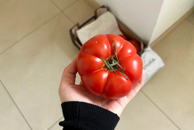 Tomaten Costoluto Bio Sizilien