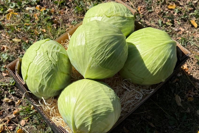 Weißkohl bio regional Demeter neue Ernte vom Obergrashof