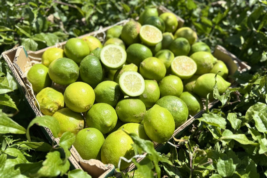 Sommer-Zitronen (grün) Bio aus Sizilien 4kg Box Sparpreis %