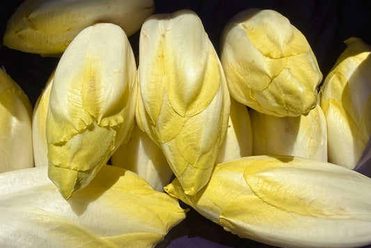Chicoree Bio aus der Reichenau
