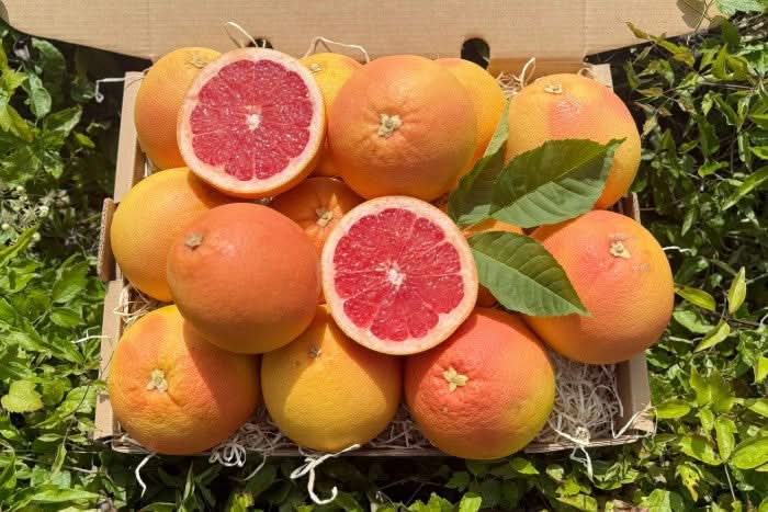 Grapefruit Bio Pink bestellen